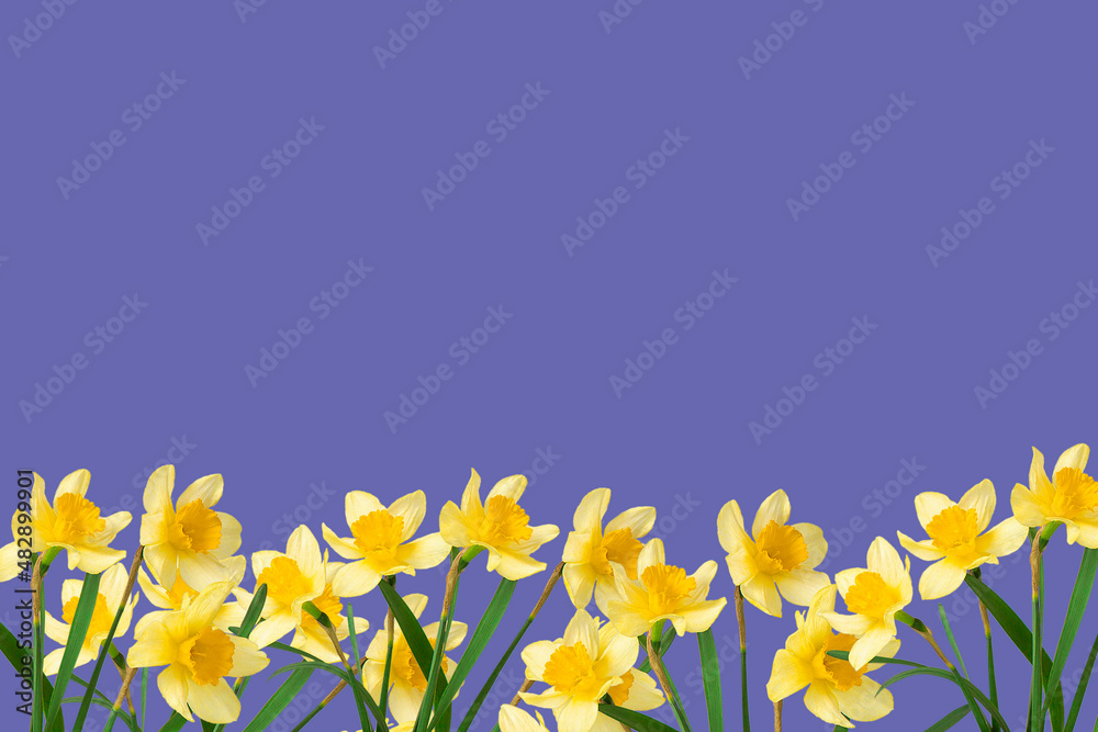Beautiful bouquet yellow narcissus, frame or border on a blue background.