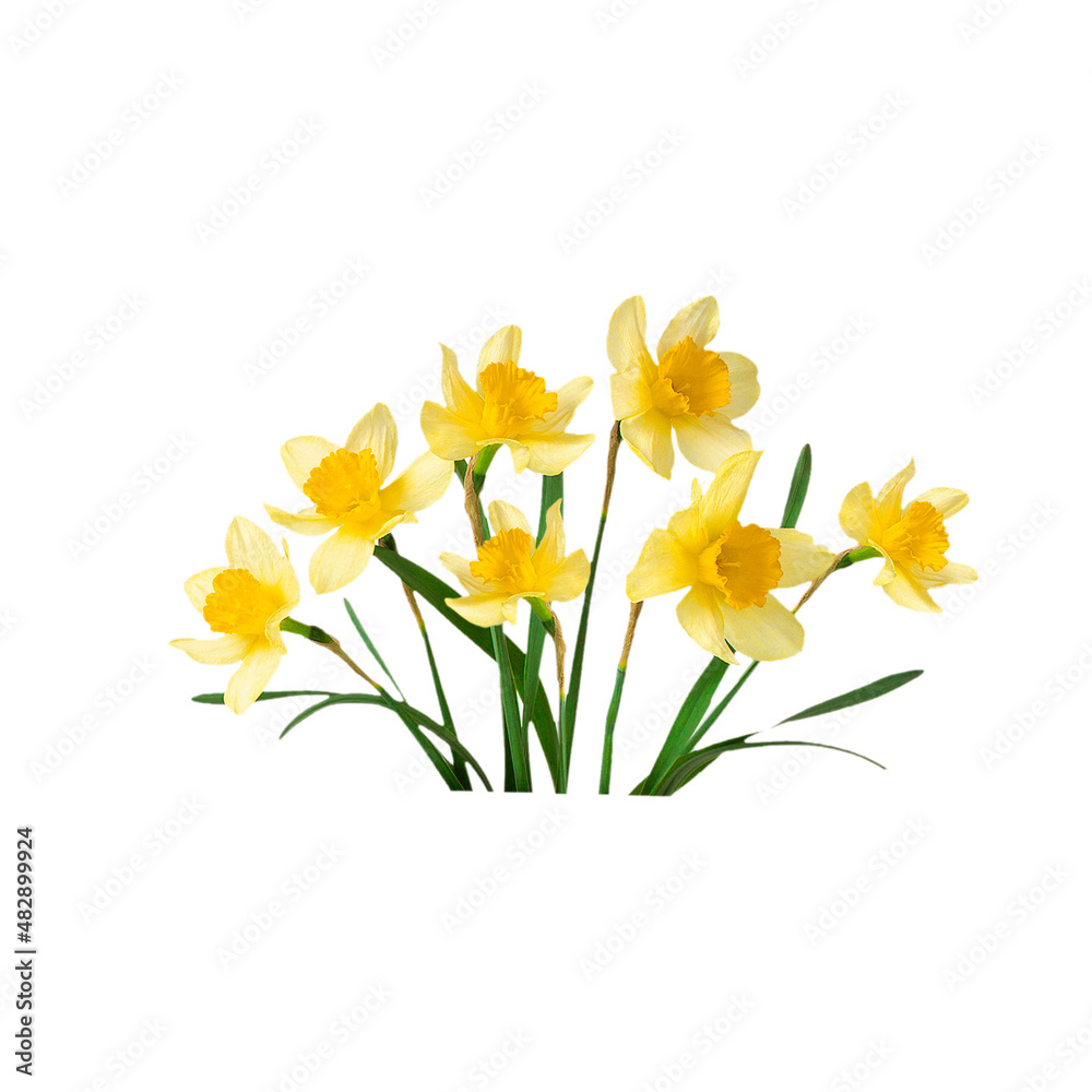 Beautiful bouquet yellow narcissus, isolated on a white background.