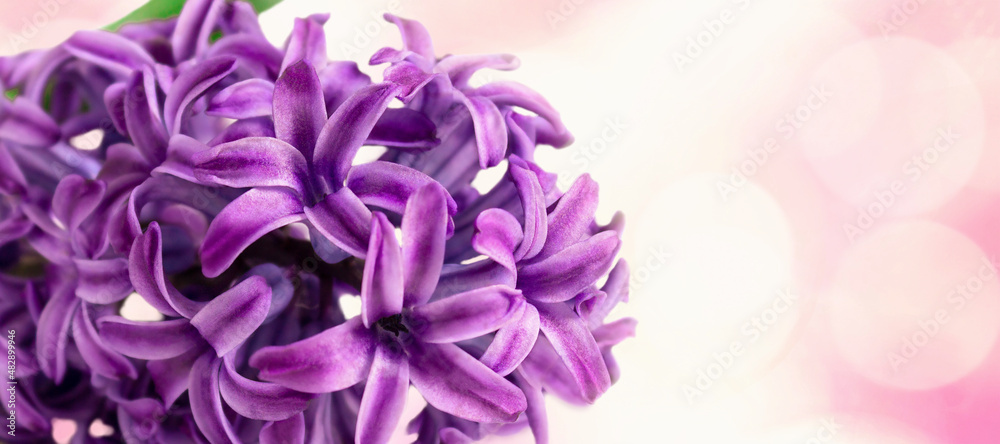 Purple or violet hyacinth flower on abstract background. Selective focus, close-up, macrophotography