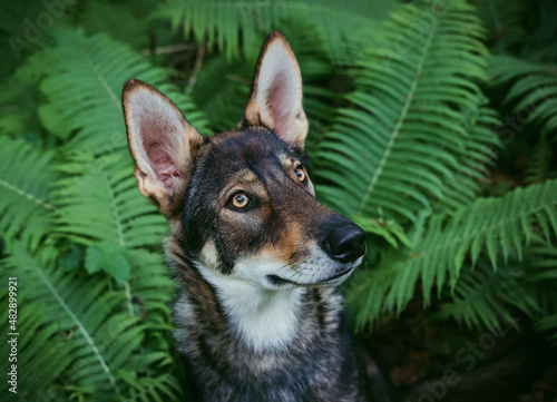 Tamaskan photo