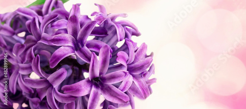 Purple or violet hyacinth flower on abstract background. Selective focus, close-up, macrophotography