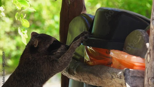 Raccoon Trying to Find Food in Garbage Bin in Tropical Country
