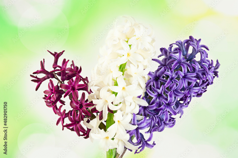 Obraz premium Three hyacinth flowers on an abstract green background. Selective focus, close-up.