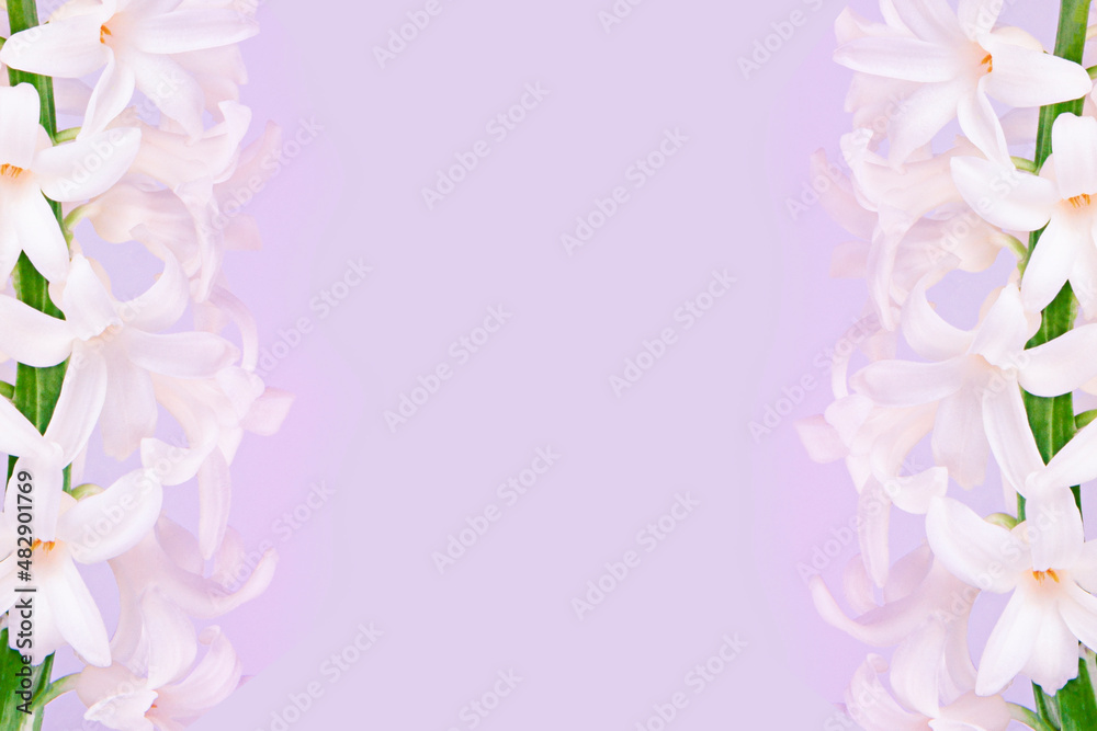 Beautiful white hyacinths on a blue background, frame of two flowers, closeup. Beautiful white hyacinths on a blue background, frame of two flowers, closeup.