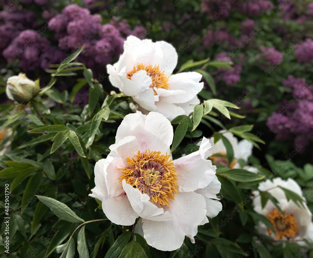 Blooming lilacs and treelike white peonies on a spring sunny day in the garden Blooming lilacs and treelike white peonies on a spring sunny day in the garden