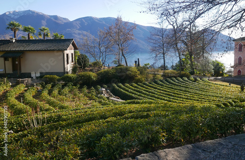 Swiss tea Plantation photo