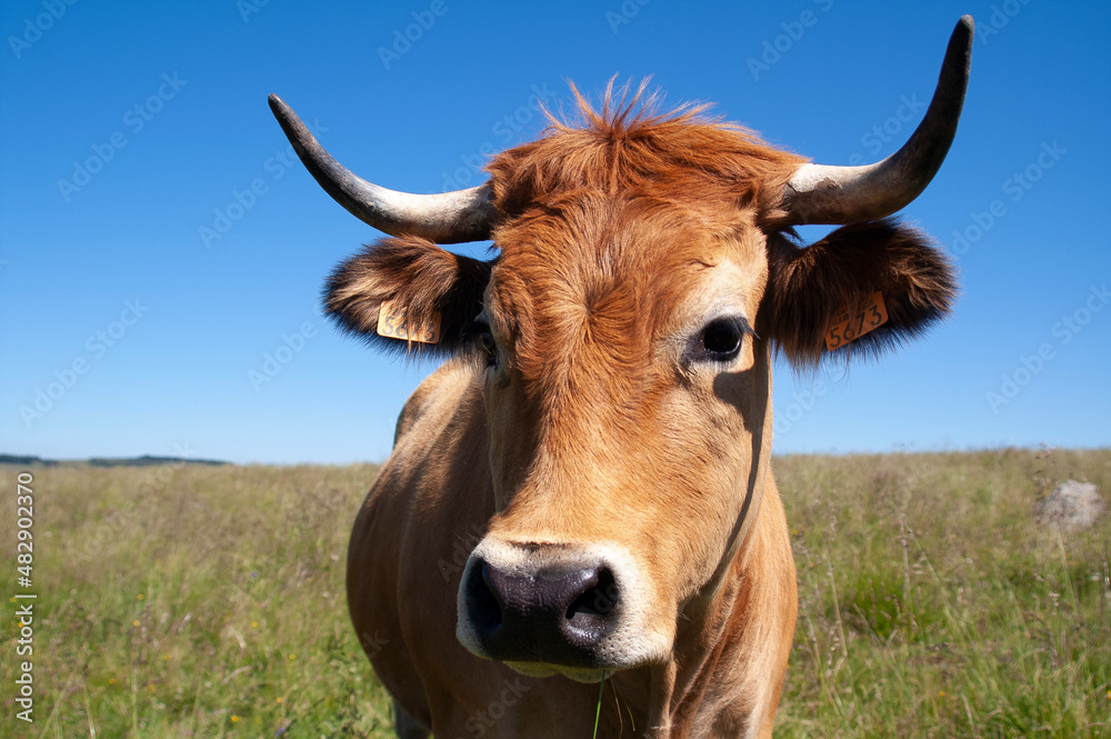 Naklejka premium Vache de l'Aubrac