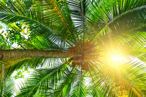 Coconut palm with lush leaves and ripe coconuts. Through the crown of the tree  the wine is bright in the sun.
