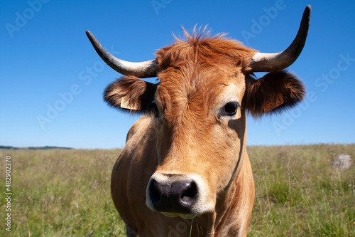 Vache de l'Aubrac