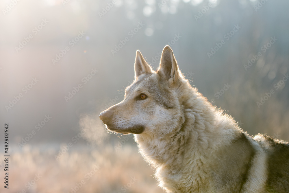 Naklejka premium Tschechoslowakischer Wolfshund