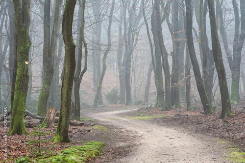 Foggy day in the forest in The Netherlands  Speulderbos Veluwe.