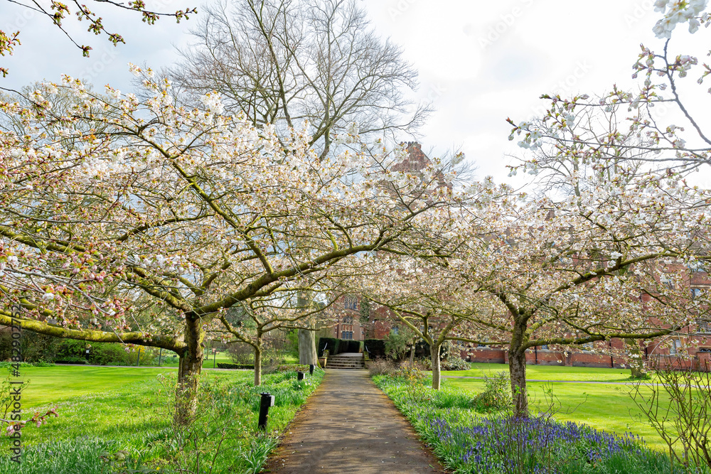 Cherry Blossm around the famous Cambridge University