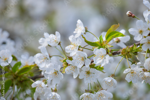 Blooming spring background.