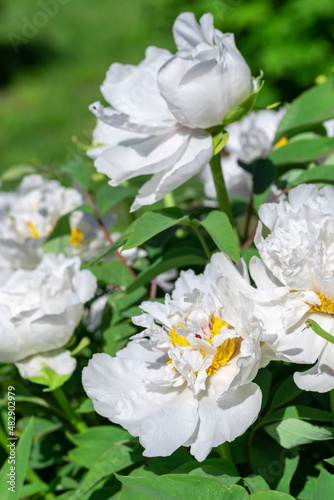White tree-like peony with pink stripes