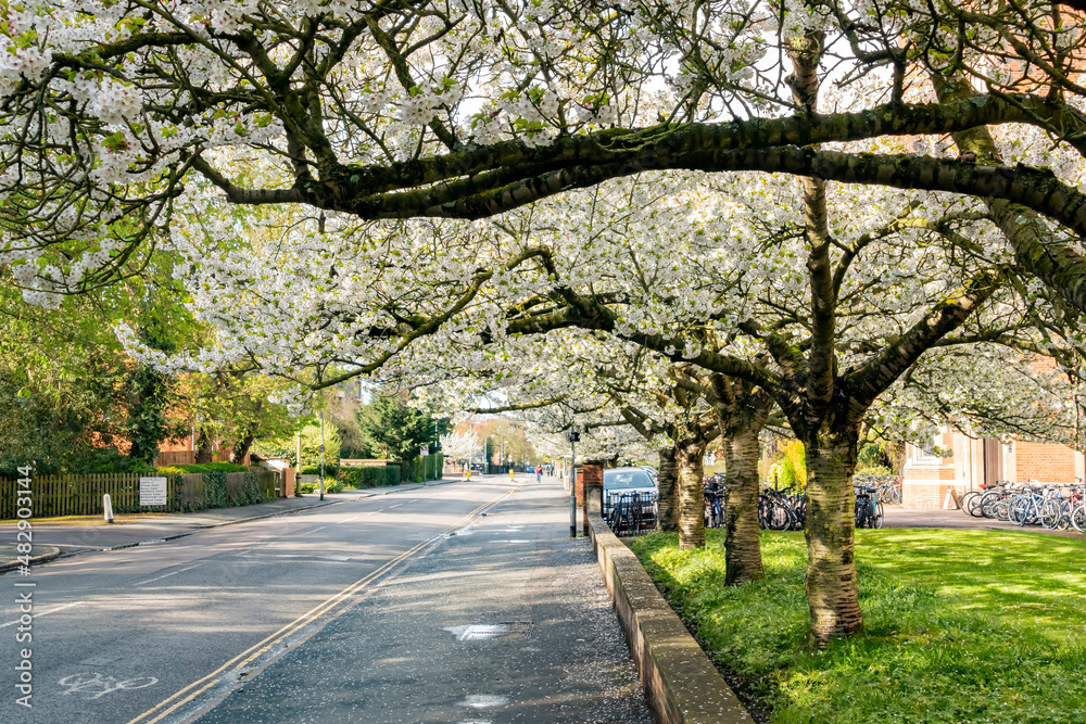 Cherry Blossm around the famous Cambridge University Cherry Blossm around the famous Cambridge University