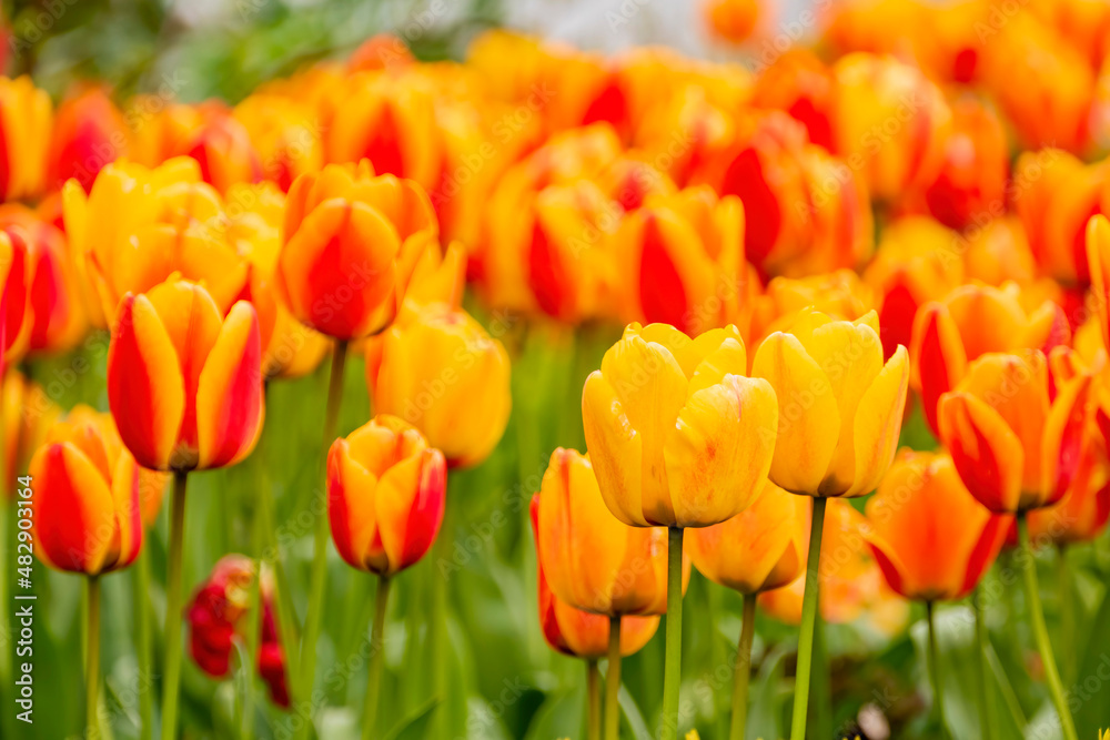 Close up shot of colorful tulip blossom in Hyde Park Close up shot of colorful tulip blossom in Hyde Park