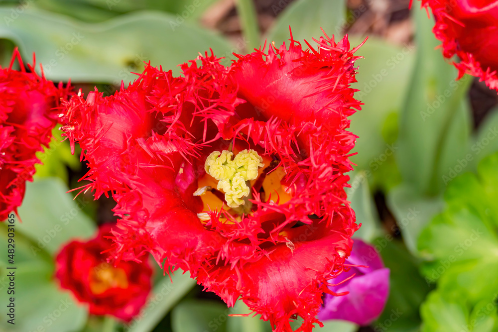 Close up shot of colorful tulip blossom in Hyde Park Close up shot of colorful tulip blossom in Hyde Park