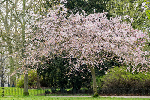 Cherry Tree Blossm in the Hyde Park photo