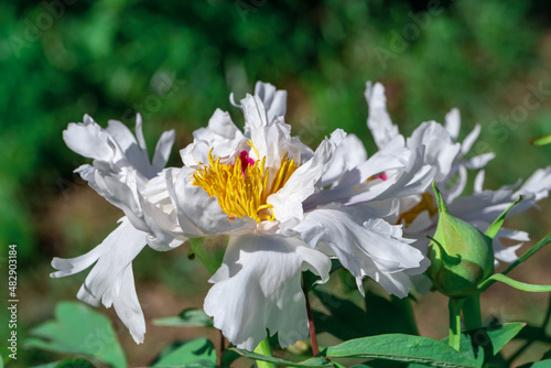 Beautiful white peonies in the garden.