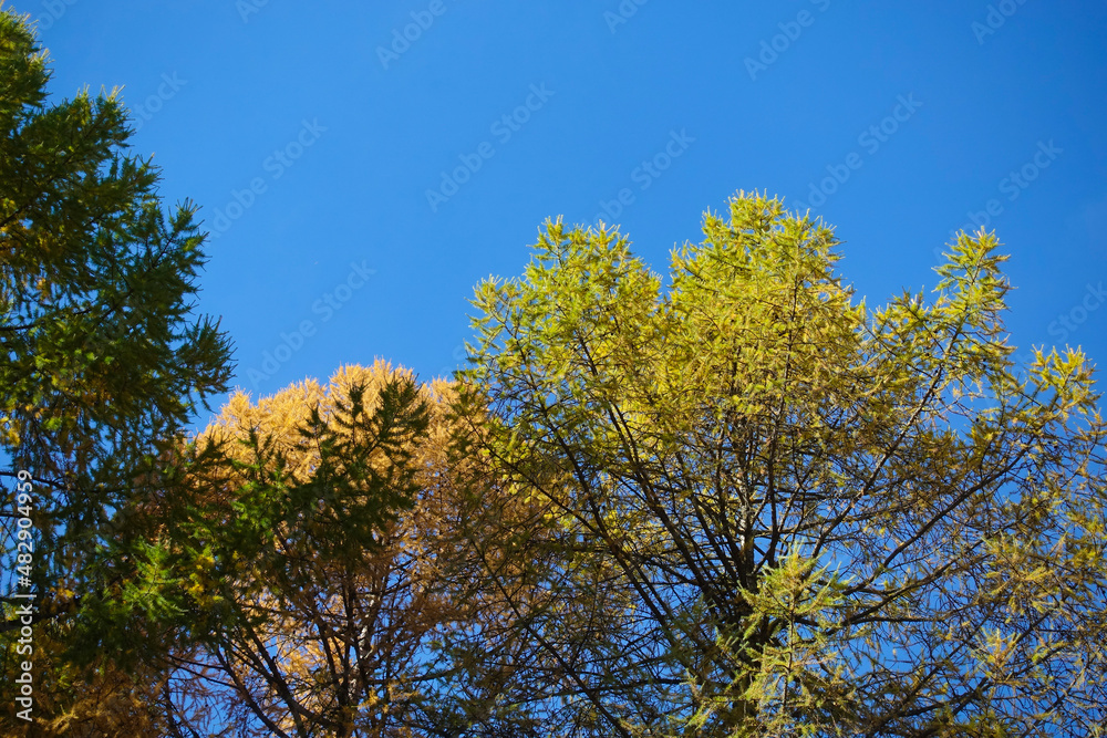 Autumn pine trees against the blue sky. Trees of different colors. Beautiful natural background Autumn pine trees against the blue sky. Trees of different colors. Beautiful natural background