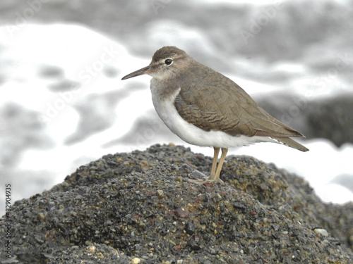 Spotted Sandpiper