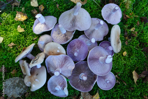 A pile of cut edible mushrooms, Blewits, or Lepista nuda, showing underside with purple gills