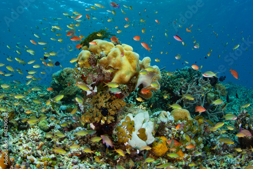 Fototapeta Naklejka Na Ścianę i Meble -  A healthy, biodiverse coral reef thrives in the waters near Alor, Indonesia. This remote region, part of the Lesser Sunda Islands, is known for both marine biological diversity and active volcanoes.