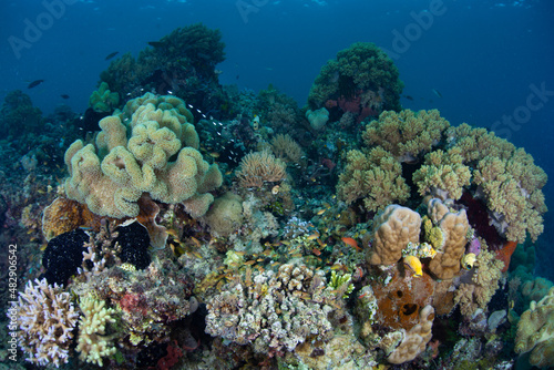 A healthy  biodiverse coral reef thrives in the waters near Alor  Indonesia. This remote region  part of the Lesser Sunda Islands  is known for both marine biological diversity and active volcanoes.
