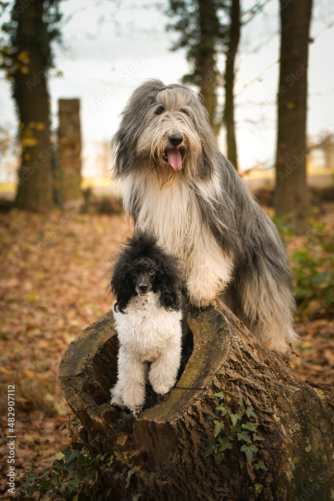 Bearded collie and poodle are on the trunk. They are in nature. Autumn photo.