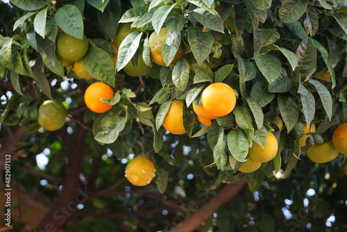 Zitronenbaum in Athen