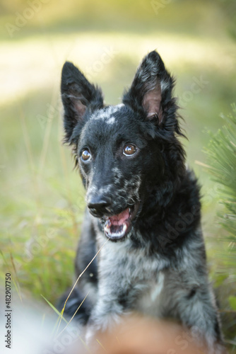 Portrait of dog puppy mudi. She is so nice dog. © doda