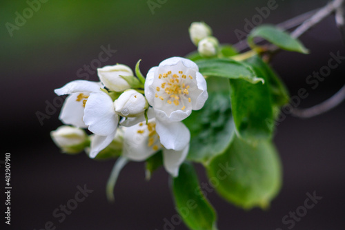 close up of white flower