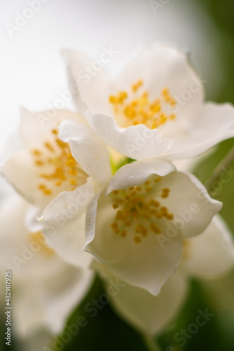 white magnolia flower