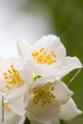 white flowers of tree