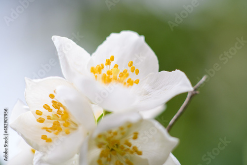 white magnolia flower