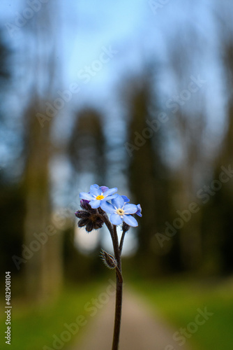 flowers in the forest