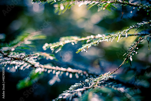 grain of flower on a branch of tree