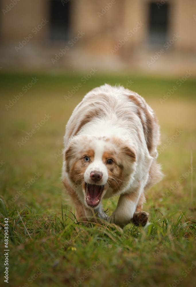 Australian shepherd is running in the leaves in the forest. Autumn photoshooting in park. Australian shepherd is running in the leaves in the forest. Autumn photoshooting in park.