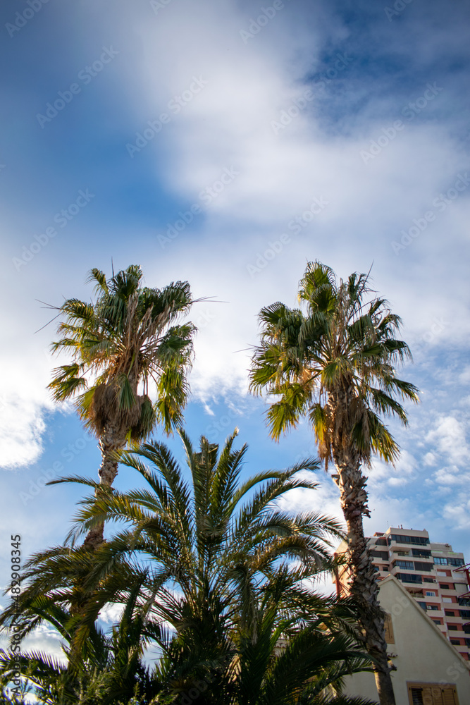 Tres palmeras en día soleado con fondo de cielo azul.