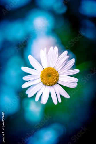 daisy on blue