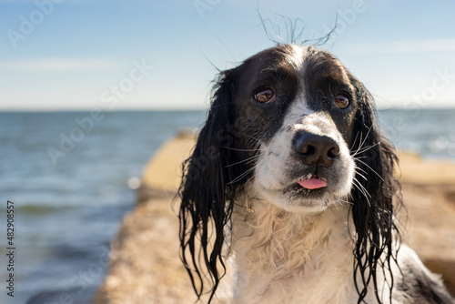 wet springer spaniel at beach on jetty