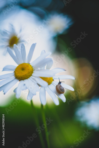 daisy flower with snail