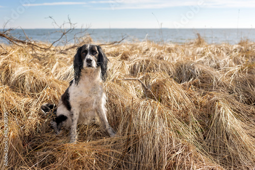Photos beautiful black and white springer spaniel sitting in winter grasses at the beac