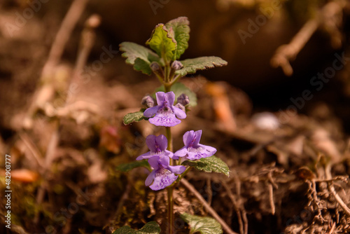 flowers in the forest