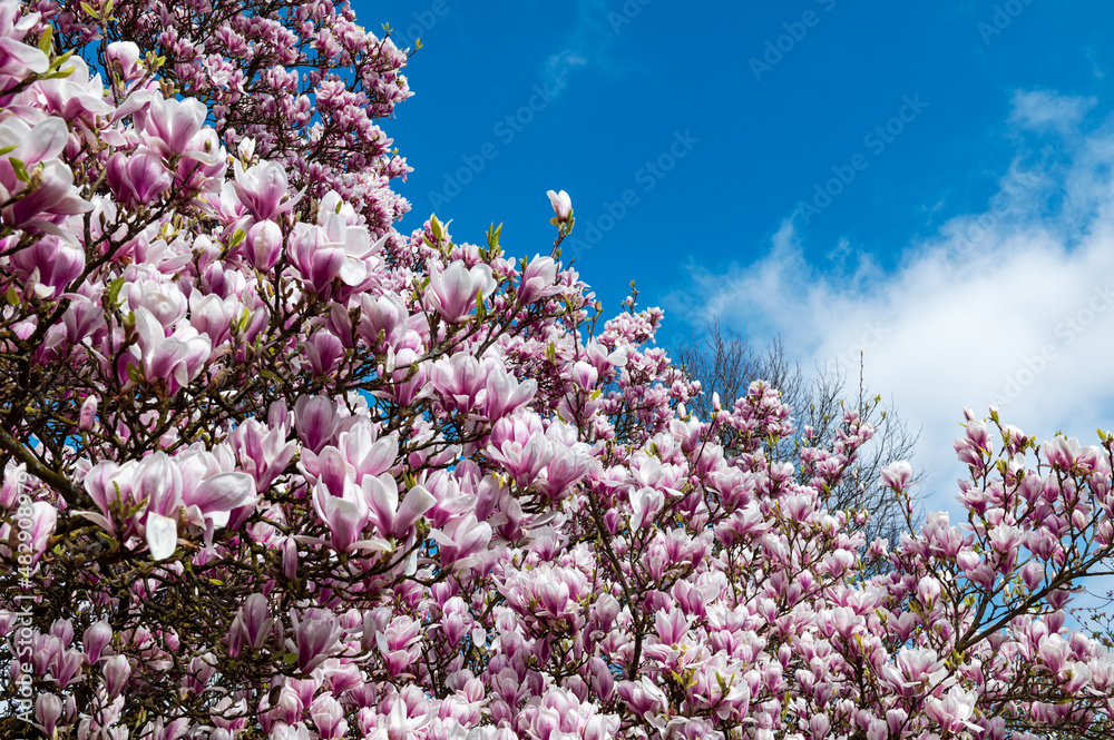 Pink Magnolia Tree with Blooming Flowers during Springtime Pink Magnolia Tree with Blooming Flowers during Springtime