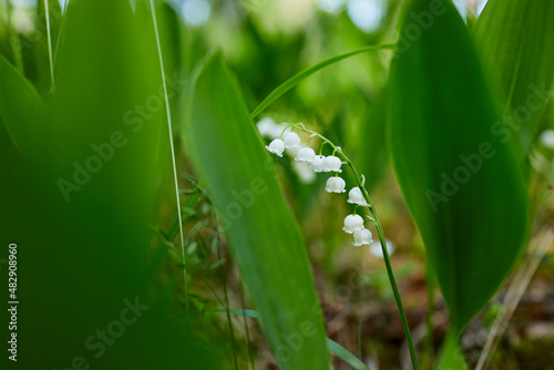 lily of the valley closeup
