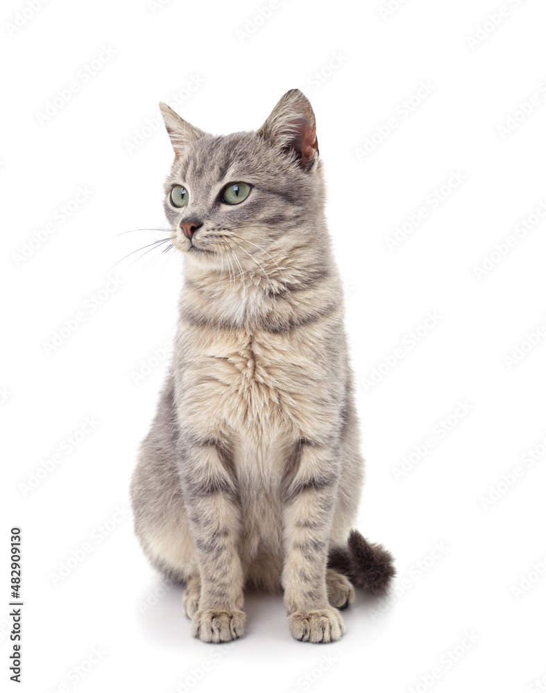 Little gray kitten . Little gray kitten .