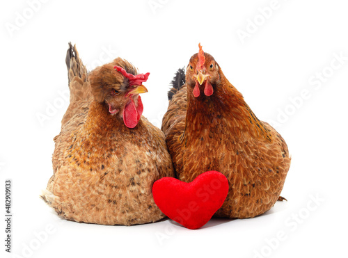 Two small chickens with a toy heart.