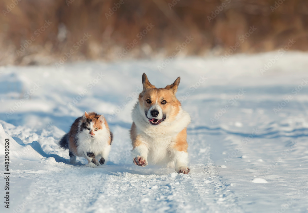 fluffy friends red dog corgi and cat running on a snowy road in the winter park fluffy friends red dog corgi and cat running on a snowy road in the winter park
