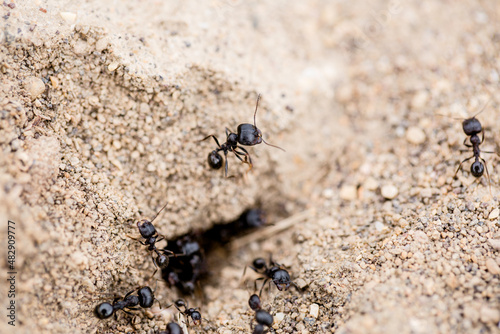 Ants on the ground at the anthill